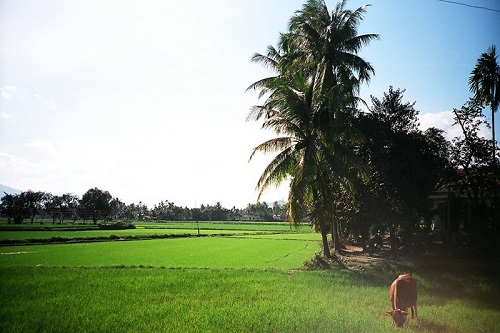 COUNTRYSIDE